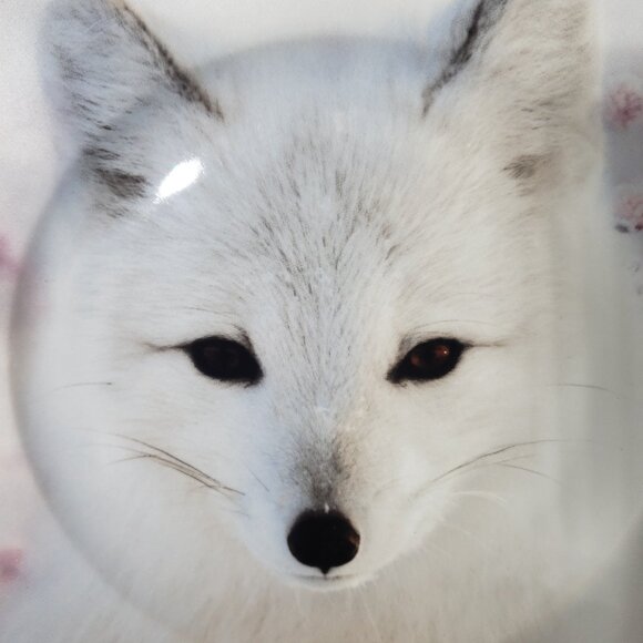 Winter White Fox Dinner Plate by Robert Stanley Home Collection 22F5 Collection - Picture 1 of 4